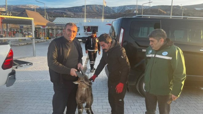Erzincan'da yaralı bulunan yaban keçisi tedavisinin ardından doğaya bırakılacak