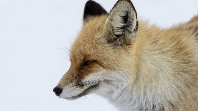 Erzurum'da aç kalan tilkiyi kraker ve sucukla beslediler