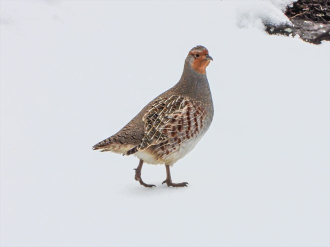 avlanmayla kaçak ediyorlar Fotokapanlardan görüntülerle gelen mücadele anlık 11