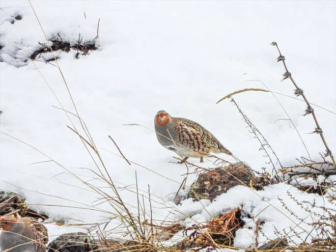 Fotokapanlardan kaçak anlık mücadele görüntülerle gelen ediyorlar avlanmayla 12