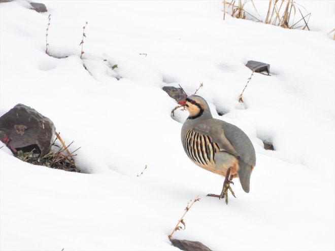 anlık avlanmayla görüntülerle kaçak gelen Fotokapanlardan mücadele ediyorlar 13