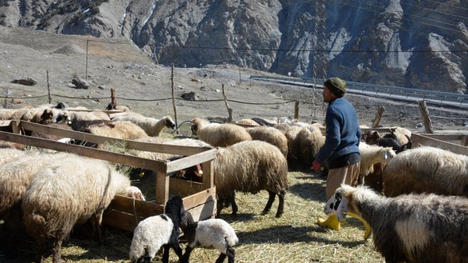 Hakkari'deki besiciler, yeni doğan kuzulara özenle bakıyor