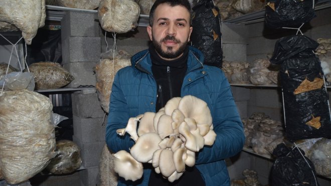 Hakkarili genç evinin ikinci katında istiridye mantarı üretim alanı oluşturdu