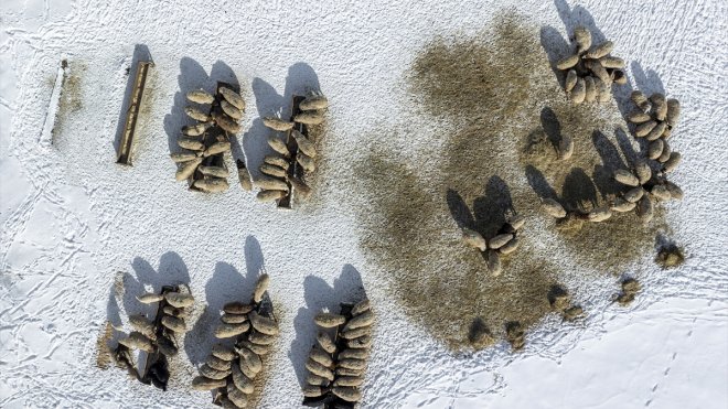 Kars'ta karla kaplı köylerdeki besicilerin kış mesaisi zorlu geçiyor