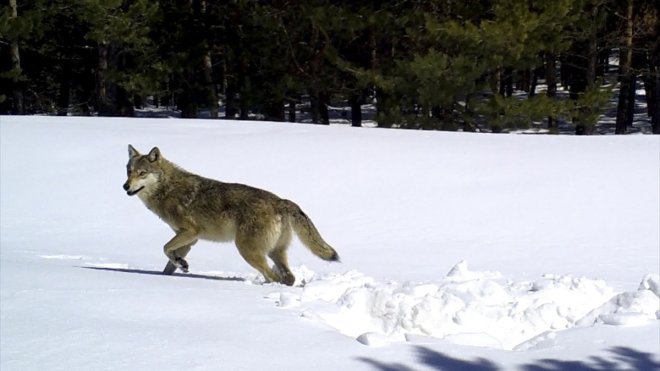 Kars'ta kurtların kış yaşamı uydu vericisiyle takip ediliyor