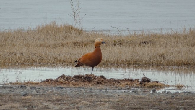 Kars'ta angıtlar buz tutmayan sulak alanlarda beslendi