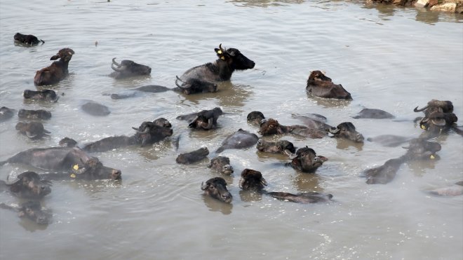 Kış boyunca ahırda besledikleri manda ve atları kaplıca suyunda temizliyorlar