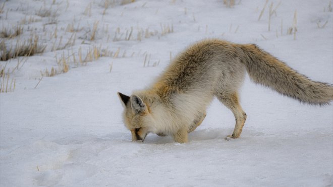 Kızıl tilkiler dakikalarca ses dinleyip karda avını yakalamaya çalışıyor1