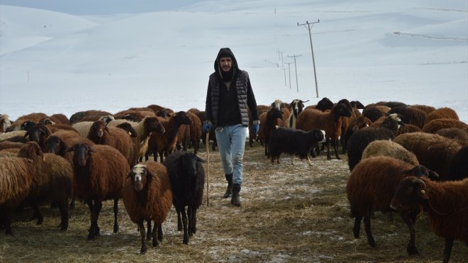 Kuzu doğumları kışın zorlu geçtiği Erzurum kırsalındaki besicileri sevindirdi1