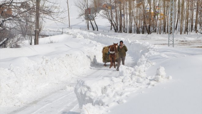 Muş'ta karla kaplı köylerde besiciler hayvanlarına kızakla ot taşıyor