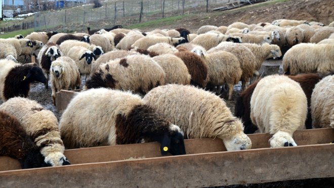 Muş'ta besicilerin "doğum" mesaisi başladı