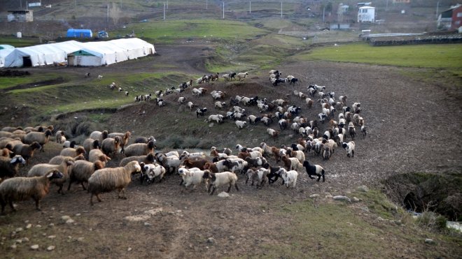 Muş'ta yeni doğan kuzular günde iki kez anneleriyle buluşturuluyor
