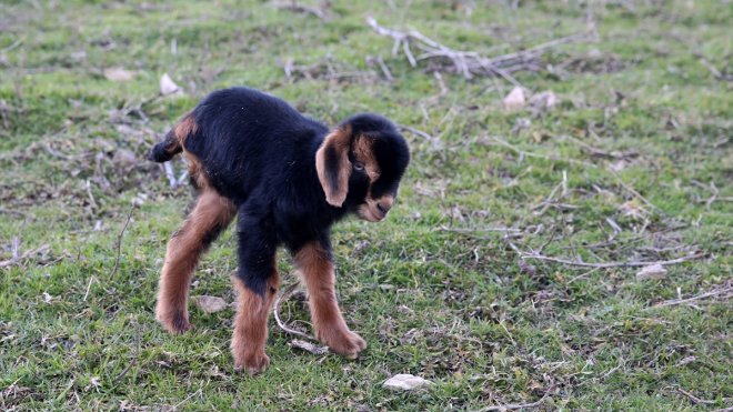 Muşlu besici 2 gün önce doğan 3 ayaklı oğlağı evinde besliyor