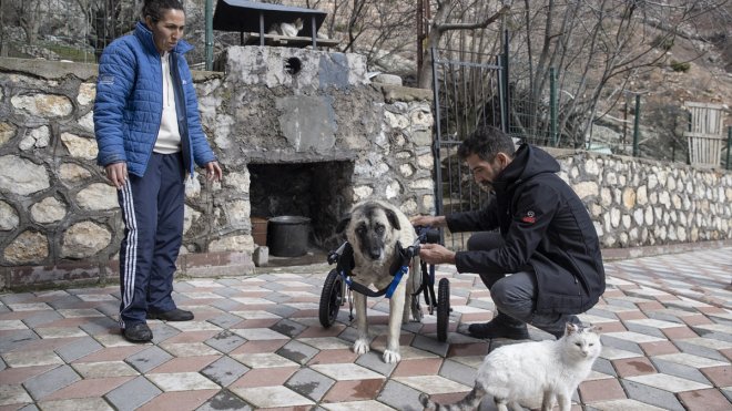 Arka ayakları felç olan "Gümüş" hayvanseverlerin yürüteç desteğiyle yeniden adım attı