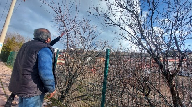 Tunceli'de badem ağaçları vaktinden önce çiçek açtı
