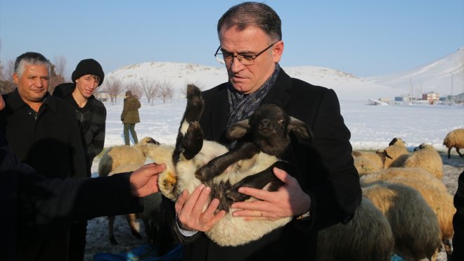 Van'da 3 yılda besicilere 165 bin koyun desteği verildi