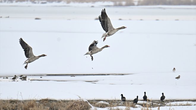 Koruma tedbirleri sayesinde Van'da görülen yaban kazlarının sayısı arttı