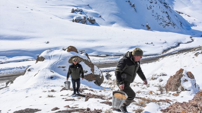 Van'da yaban hayvanları için doğaya yem bırakıldı