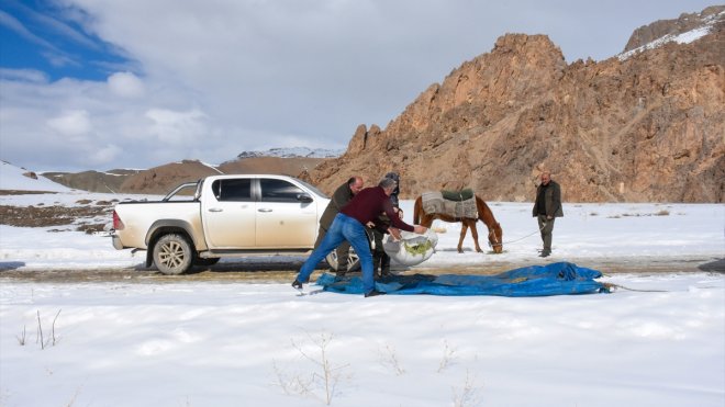 Yaban keçileri aç kalmasın diye dağlık alana atla yem taşıdılar