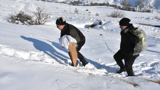 Yaban hayvanlarının aç kalmaması için dondurucu soğukta karlı arazileri aşıyorlar