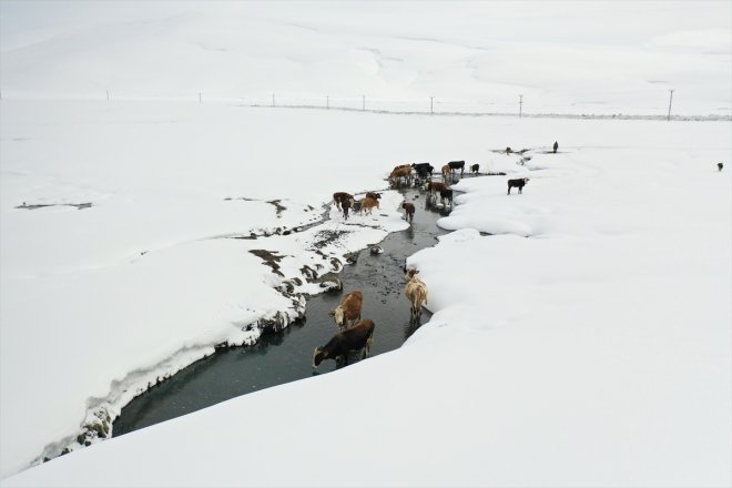 yaşanıyor baharda kış Ağrı