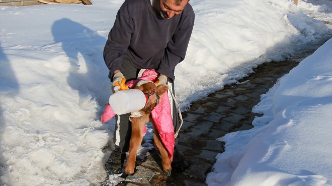 Ardahan'da burun ve dudağı eksik doğan buzağı biberonla besleniyor