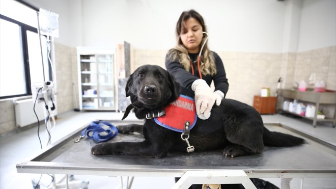BİNGÖL - Jandarmanın dedektör köpeklerinin sağlık kontrolleri ve tedavisi uzman ellerde yapılıyor1