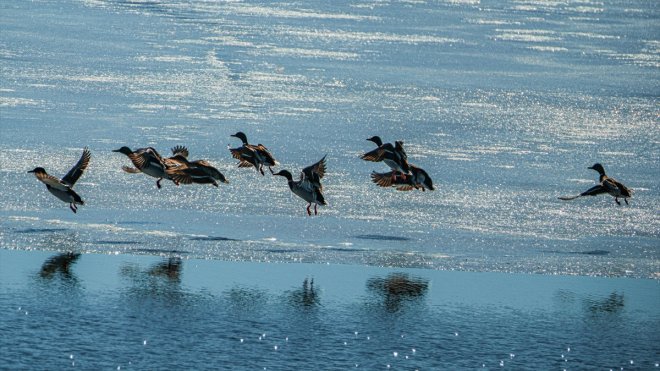 Buzlar çözülünce göçmen kuşlar Kars'a dönmeye başladı