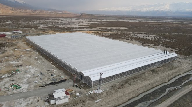 Erzincan'da devlet desteğiyle kurulan jeotermal serada sezonda 1000 ton domates üretilecek