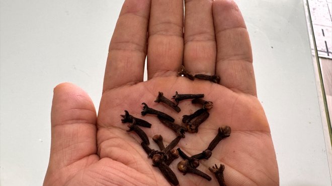 Birçok hastalığı önlediği bilinen karanfilin tedavide de potansiyel etkiye sahip olduğu ortaya kondu