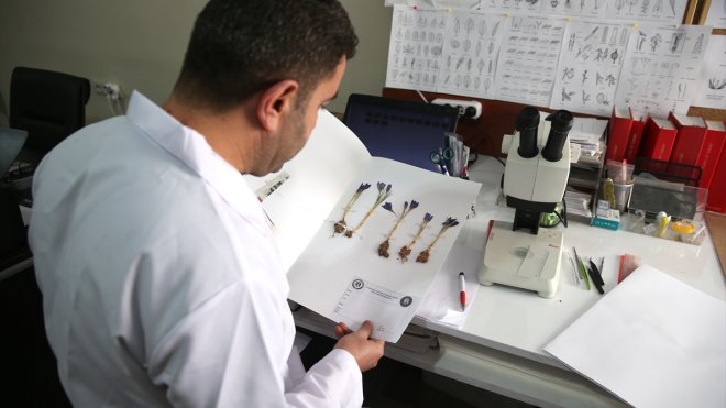 Hakkari kırsalından toplanan 500 bitki türü kayıt altına alındı