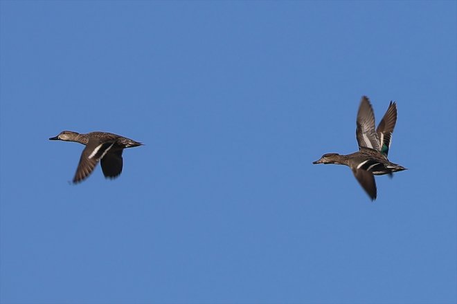 Ağrı Dağı'nın eteklerindeki Erhacı Sulak Alanı, güneyden gelen kuşları ağırlamaya başladı