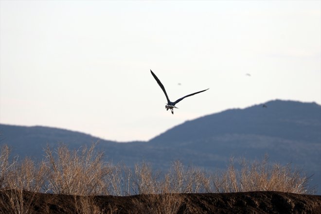 Alanı, Erhacı kuşları IĞDIR gelen eteklerindeki Dağı