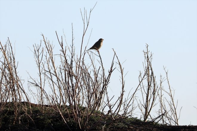 Alanı, Erhacı Sulak eteklerindeki gelen IĞDIR Ağrı Dağı
