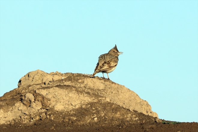 eteklerindeki başladı ağırlamaya kuşları Sulak IĞDIR güneyden gelen Erhacı Dağı