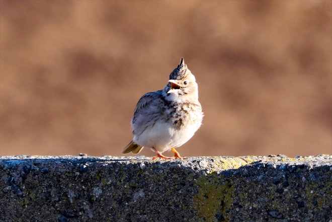 Erhacı Ağrı gelen Dağı