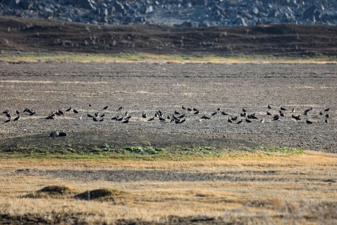 Alanı, kuşları eteklerindeki ağırlamaya başladı - Erhacı IĞDIR gelen güneyden Sulak Dağı