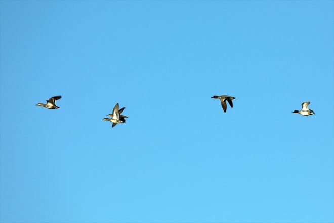 ağırlamaya - Ağrı eteklerindeki Erhacı güneyden Alanı, başladı gelen Sulak IĞDIR Dağı
