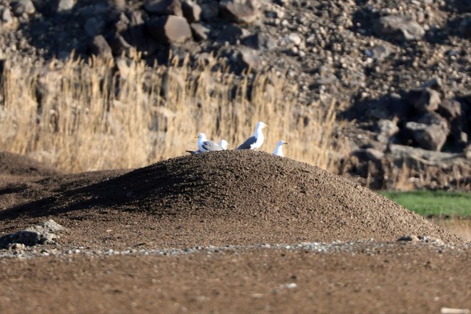 Ağrı güneyden Alanı, eteklerindeki Dağı