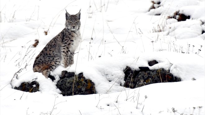 KARS - Kafkas vaşağı karlı arazide gündüz avlanırken görüntülendi1