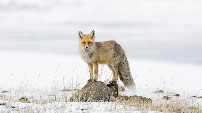KARS - Kızıl tilkiler kar altındaki avlarının yerlerini kulaklarıyla tespit ediyor1