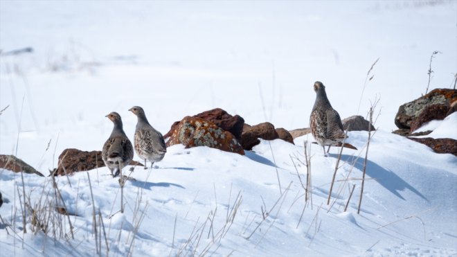 Kars'ta çil keklikler karlı arazide yiyecek ararken görüntülendi