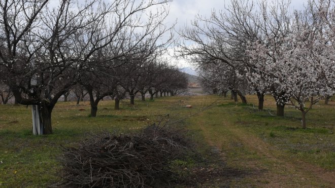Malatya'da çiçek açan kayısı ağaçlarına zirai don uyarısı