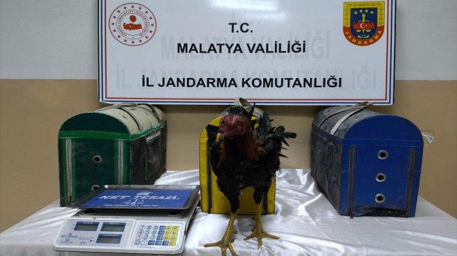 Malatya'da horoz dövüştüren 2 kişiye 14 bin 432 lira ceza verildi