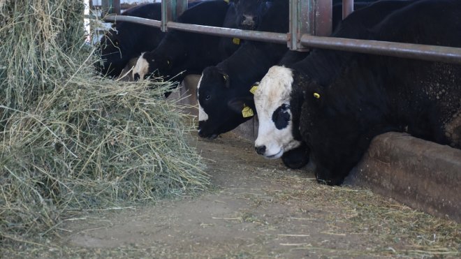 MALATYA - Devlet desteklerinden yararlanan besici, hayvan sayısını 12