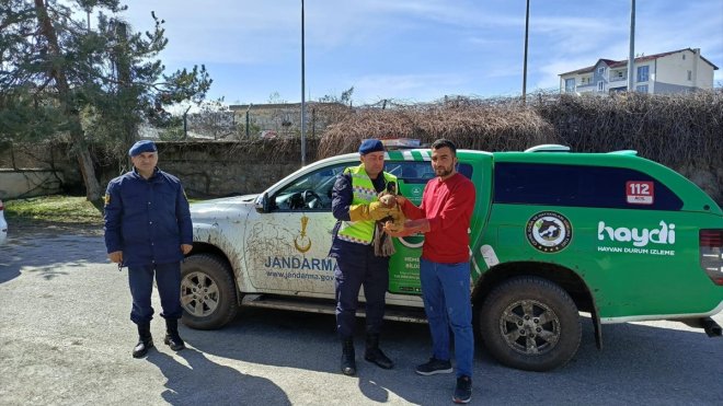 Muş'ta jandarmanın yaralı bulduğu bozkır kartalı tedavi altına alındı