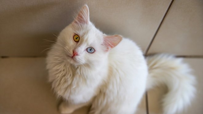 Orijinal formuna yakın Van kedisi sayısı koruma ve ıslah çalışmalarıyla artıyor