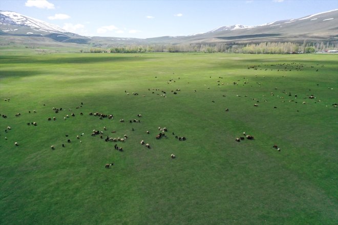 meraya eridiği hayvanlar Ağrı
