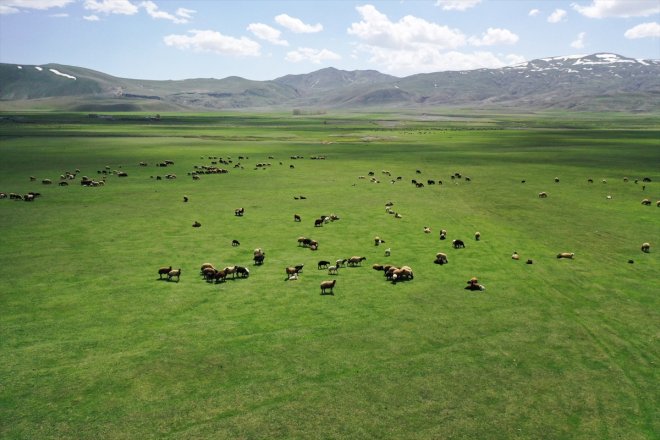 köylerde hayvanlar eridiği başlandı meraya çıkarılmaya karların Ağrı