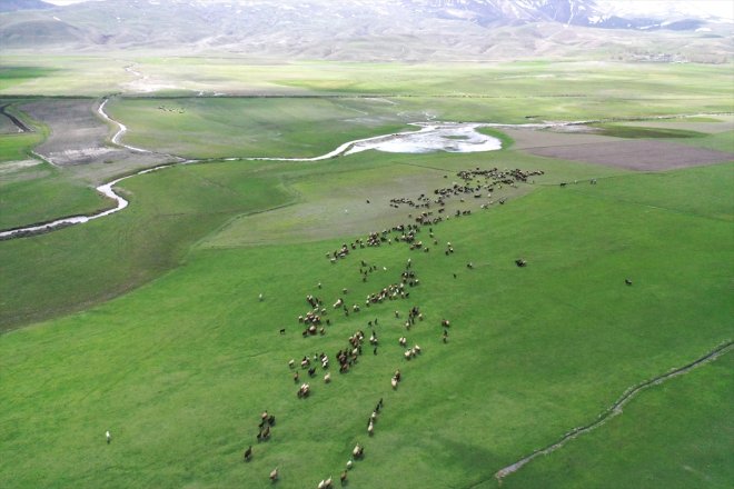 geç karların başlandı eridiği hayvanlar Ağrı